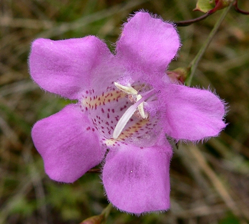 {Agalinis purpurea}